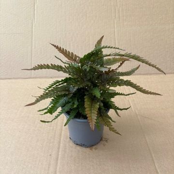 Pteris quadriaurita 'Tricolor'