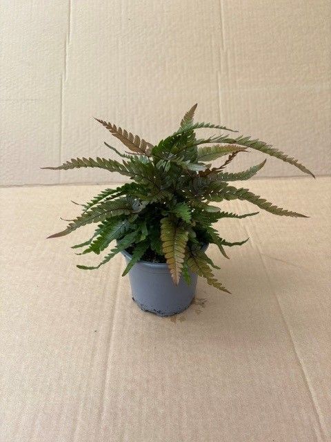 Pteris quadriaurita 'Tricolor'