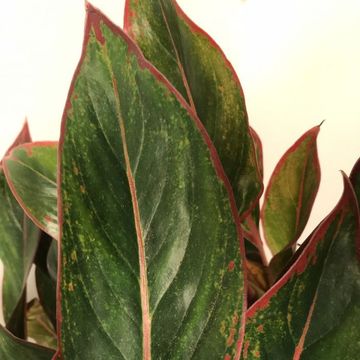 Aglaonema 'King of Siam'