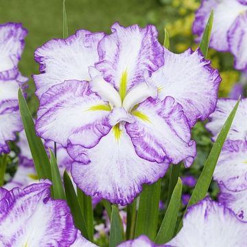 Iris ensata DINNER PLATE TIRAMISU