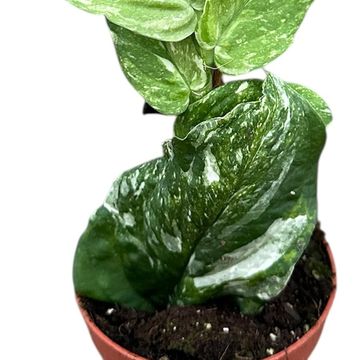 Rhaphidophora korthalsii 'Variegata'