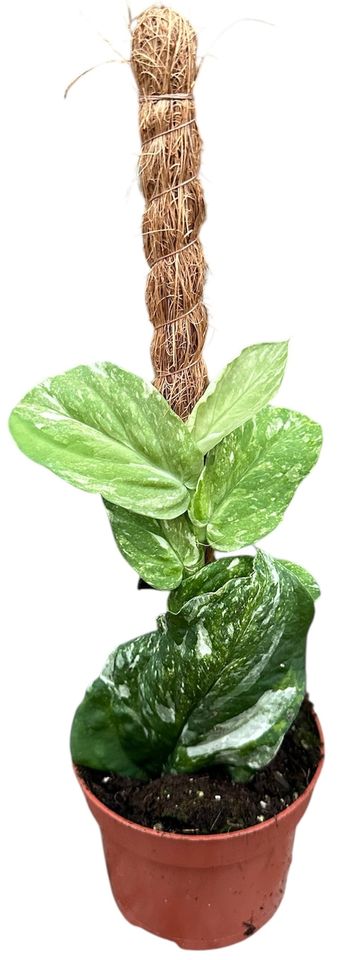 Rhaphidophora korthalsii 'Variegata'