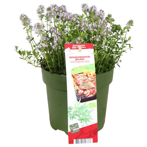 Satureja montana 'Bolero'