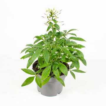 Cleome hassleriana 'Senorita Blanca'