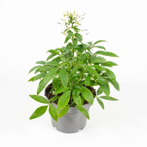 Cleome hassleriana 'Senorita Blanca'