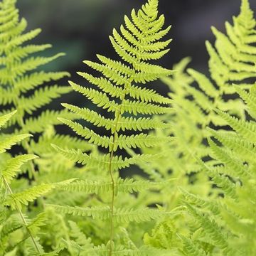 Thelypteris palustris