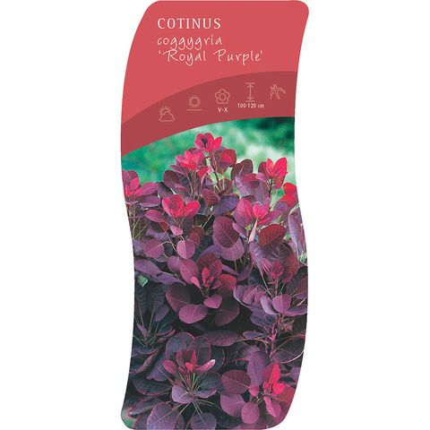 Cotinus coggygria 'Роял Пепл'