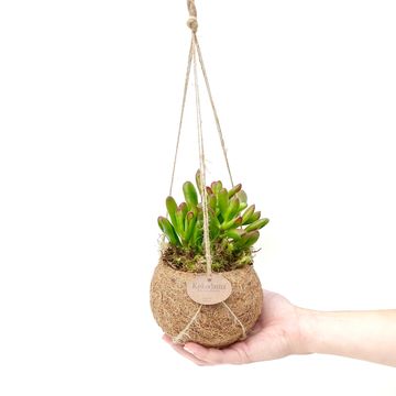 Hanging plants MIX