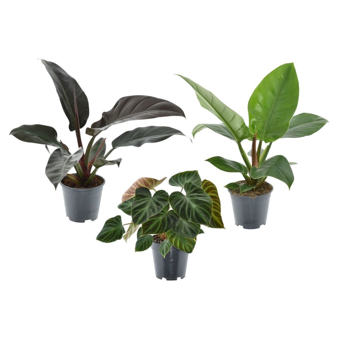 Picture of Philodendron MIX — Plant Wholesale FlorAccess
