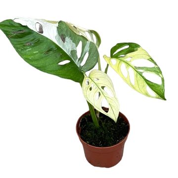 Монстера. adansonii 'Variegata'