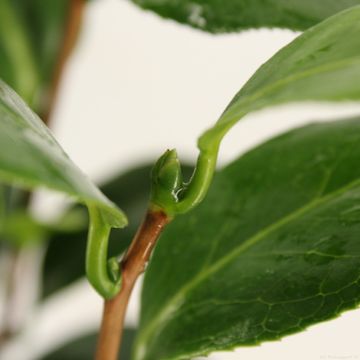 Camellia japonica 'Dalhonega'