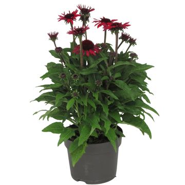 Echinacea SOMBRERO ADOBE ORANGE