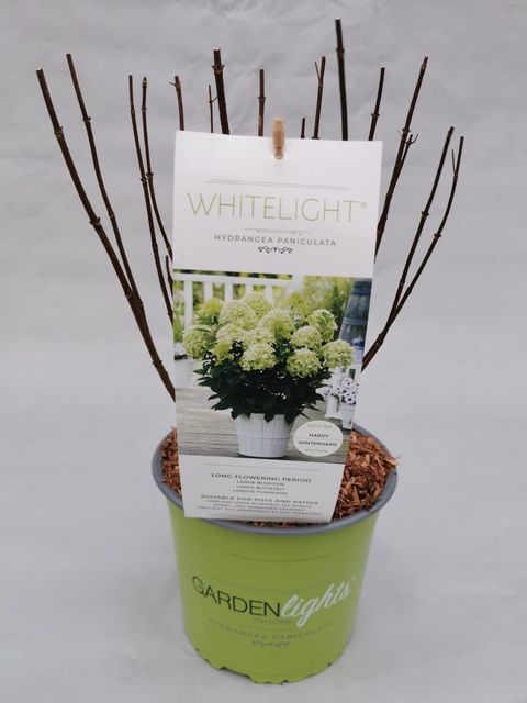 Hydrangea paniculata GARDENLIGHTS WHITELIGHT