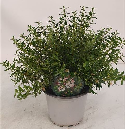 Myrtus communis