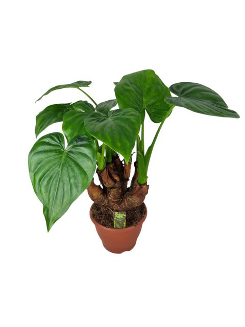 Alocasia cucullata