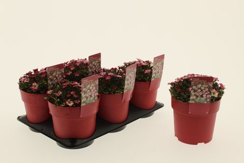 Saxifraga ALPINO EARLY PICOTEE
