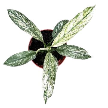 Spathiphyllum 'Sensation Variegata'