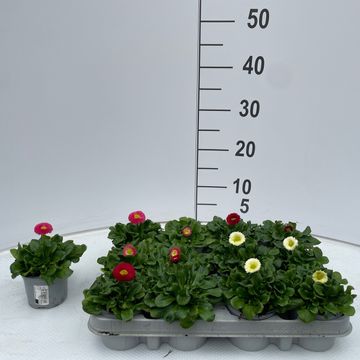 Bellis perennis MIX