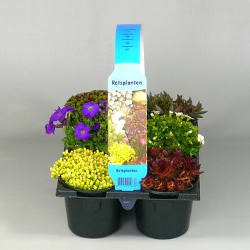 Steinbedplanter MIX