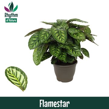 Calathea FLAMESTAR