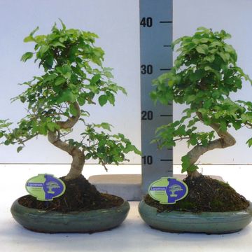 Ligustrum sinense