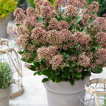 Skimmia japonica EXSTASE