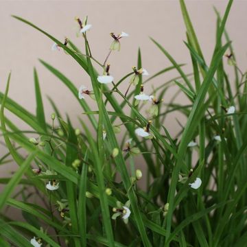 Gomesa radicans