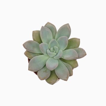 x Pachyveria 'Opalina'