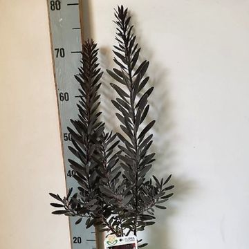 Leucadendron laureolum 'Burgundy Sunset'