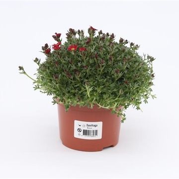 Saxifraga 'Peter Pan'