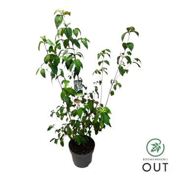 Cornus kousa 'China Girl'