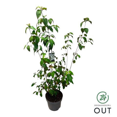 Cornus kousa 'China Girl'