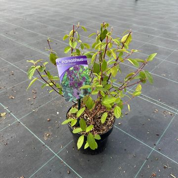 Ceanothus x delilianus 'Henri Défossé'