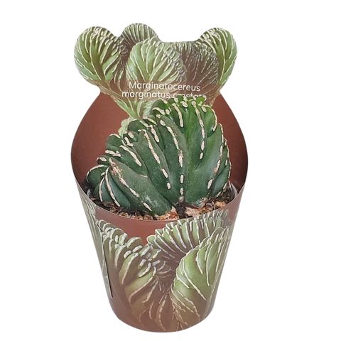 Marginatocereus marginatus cristata