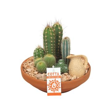 Aranżacja Cactus