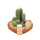 Järjestelyt Cactus