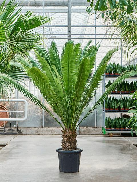 Dioon spinulosum