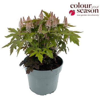 Tiarella 'Pink Skyrocket'