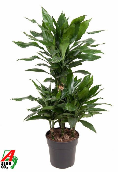 Dracaena fragrans 'Janet Lind'