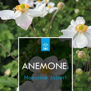 Anemone x hybrida 'Онорин Жобер'