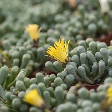 Fenestraria aurantiaca