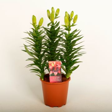 Lilium 'Tiny Shadow'