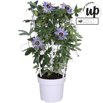 Passiflora caerulea 'Duuk'