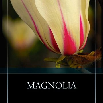 Magnolia 'Sunrise'