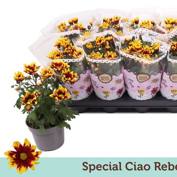 Chrysanthemum CIAO REBEL