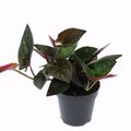 Syngonium erythrophyllum 'Red Arrow'