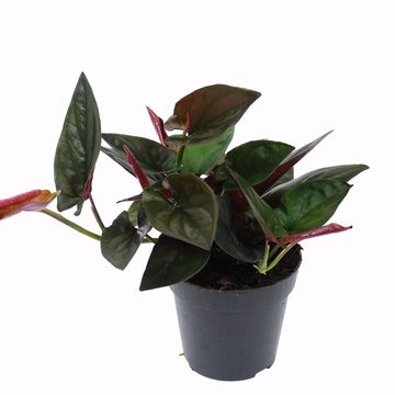 Syngonium erythrophyllum 'Red Arrow'