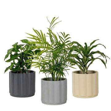 Houseplants MIX