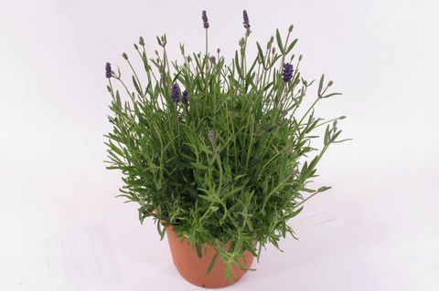 Lavandula angustifolia 'Essence Purple'