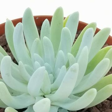 Dudleya virens hassei